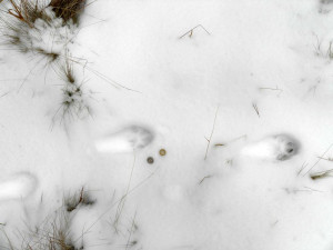 porovnání velikosti stop s mincemi