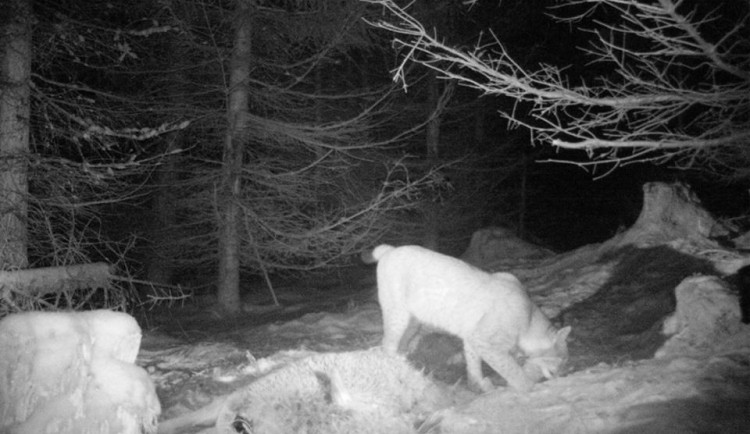 rys zachycený na kameře