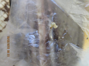 Oplatka liberecké společnosti Mocca obsahovala malé škůdce. Foto: SZPI