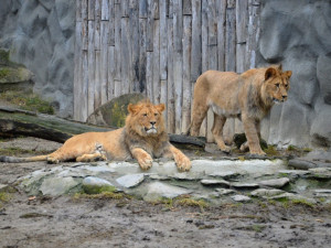 Terry a Basty už v pátek obnoví chov lvů v liberecké ZOO