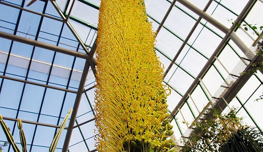 V Liberci poprvé kvete obří agáve, jsou na ní tisíce květů. Foto: Botanická zahrada Liberec