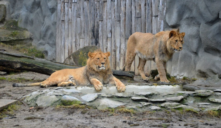 Terry a Basty. Foto: ZOO Olomouc