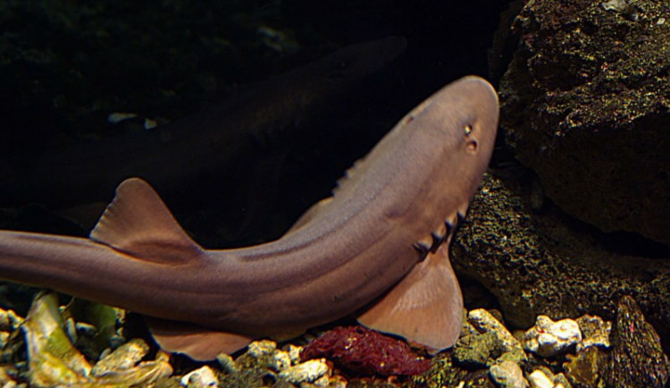 Neúspěchem skončila letošní snaha Botanické zahradě v Liberci rozmnožit žraloky perské, kteří v průměru dorůstají 60 centimetrů. Foto: Botanická zahrada Liberec