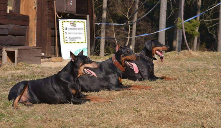 Majitelé dobrmanů se chtějí setkávat.