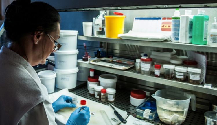 Patologie. Foto: KNL