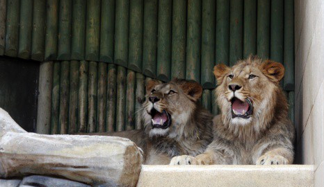 Ilustrační foto: ZOO Liberec