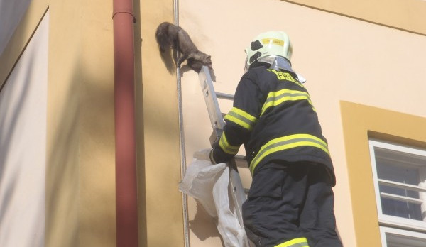 Kuna za hromosvodem. Foto: Hasiči Frýdlant