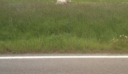 Kráva v Machníně. Foto: MP Liberec