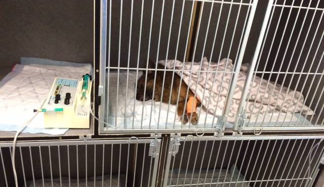 Sražená fenka Babetka čeká na pomoc