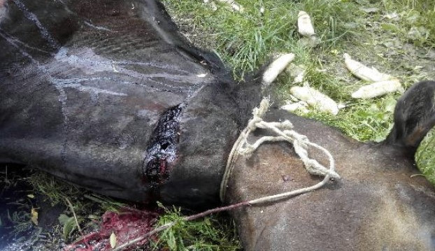 Chceme co nejvyšší trest pro tyrana koně, žádají tisíce lidí v petici. Foto: Policie ČR