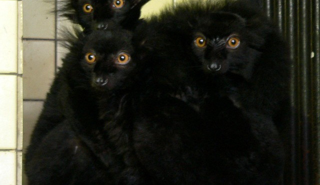 Lemuři v liberecké ZOO