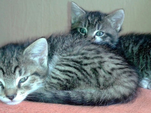 Šance zvířatům hlásí příval koťat v nouzi