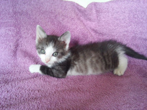 Šance zvířatům hlásí příval koťat v nouzi