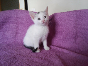 Šance zvířatům hlásí příval koťat v nouzi