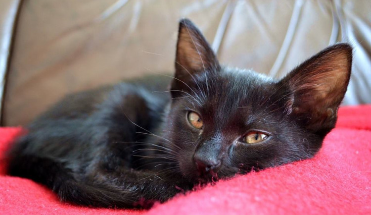 Šance zvířatům hlásí příval koťat v nouzi