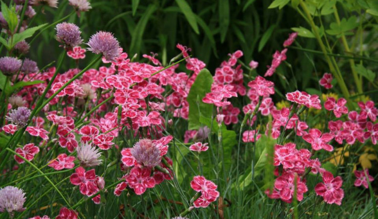 V zahradě libereckého pěstitele Pevného rozkvétají stovky květin