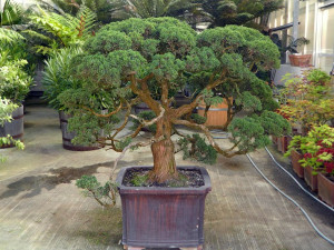 V liberecké botanické zahradě dnes stěhovali vzácnou bonsaj