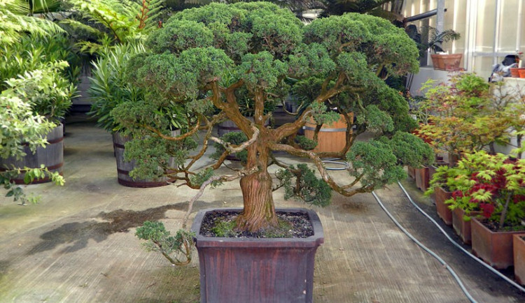 Ilustrační foto: Botanická zahrada Liberec