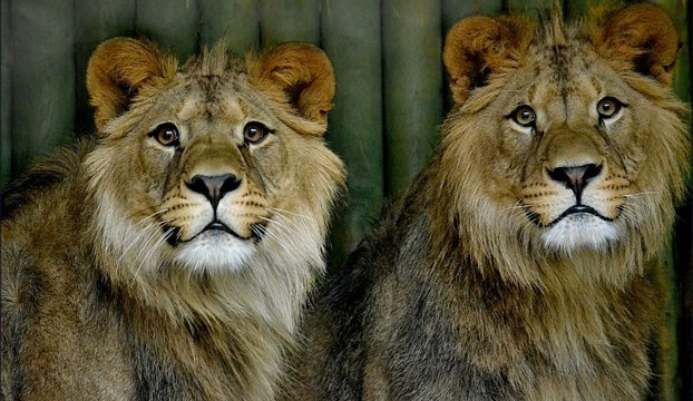 lev berbersky_foto Jiří Mikoláš