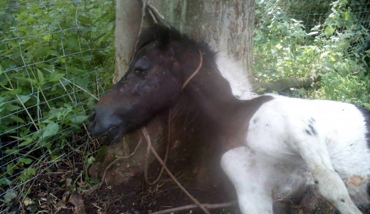 Takhle dopadl poník po řádění tyrana. Foto: Policie ČR