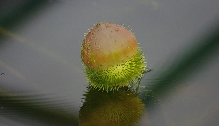 Poupě viktorie královské. Foto: Botanická zahrada Liberec