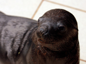 Nejnovější přírůstek lachtaní rodiny. Foto: ZOO Liberec