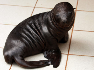 Nejnovější přírůstek lachtaní rodiny. Foto: ZOO Liberec