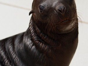 Nejnovější přírůstek lachtaní rodiny. Foto: ZOO Liberec