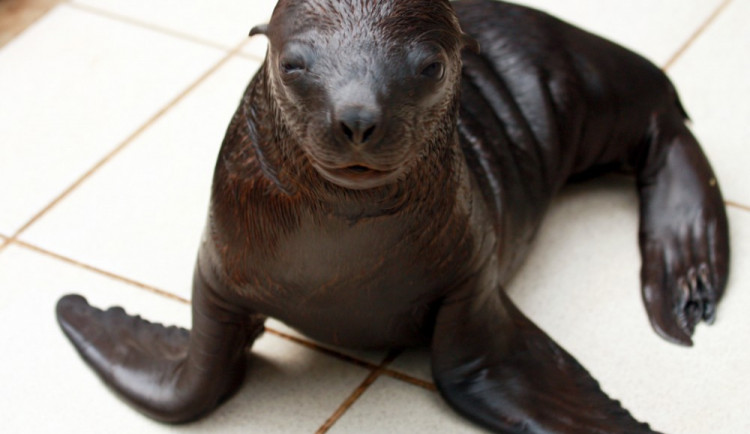 Nejnovější přírůstek lachtaní rodiny. Foto: ZOO Liberec
