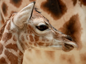 Další přírůstek: Ve středu se v ZOO narodila samička žirafy