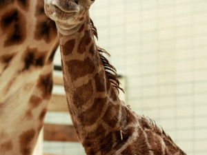 Samička Anastasia je další žirafou v liberecké ZOO. Foto: ZOO Liberec