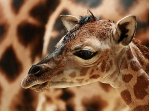 Samička Anastasia je další žirafou v liberecké ZOO. Foto: ZOO Liberec