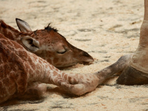 Samička Anastasia je další žirafou v liberecké ZOO. Foto: ZOO Liberec