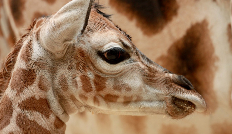 Samička Anastasia je další žirafou v liberecké ZOO. Foto: ZOO Liberec