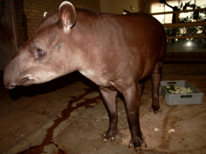 Liberecká zoo má opět ve svém chovu tapíra jihoamerického