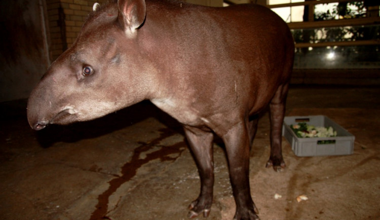 Liberecká zoo má opět ve svém chovu tapíra jihoamerického. Foto: ZOO Liberec