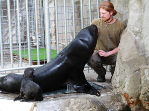 Návštěvníci zoo už mohou vidět plavat lachtaní mládě