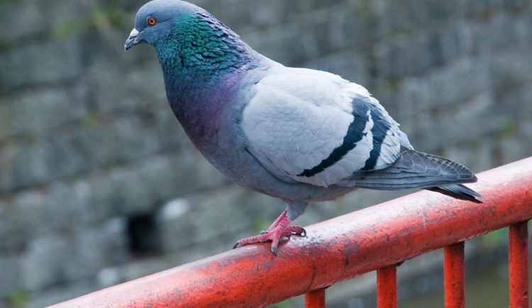 Ilustrační foto: Jaroslav Appeltauer