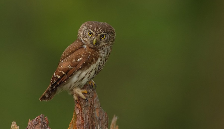 Kulíšek. Foto: Chov zvířat