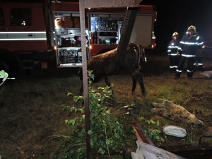 Telata spadla do nádrže s vodou, vytáhl je jeřáb. Foto: HZSLK