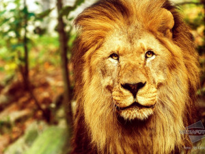 Foto: Jiří Částka