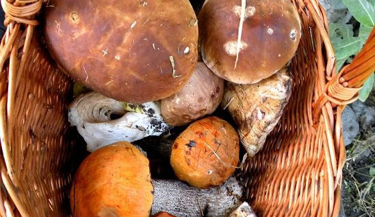 Hub v lesích přibývá, houbaři se mohou těšit na říjen