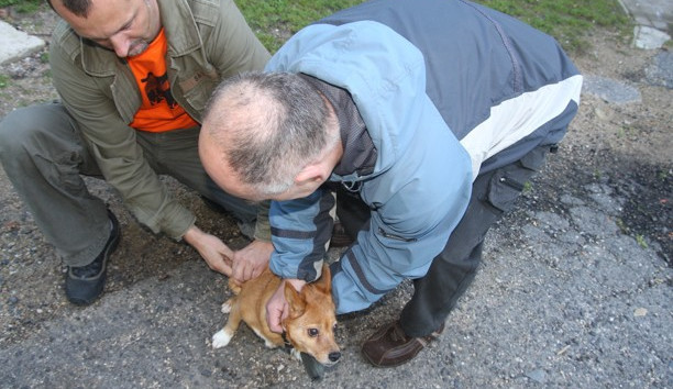 Veterináři bez hranic opět naočkují psy libereckých bezdomovců