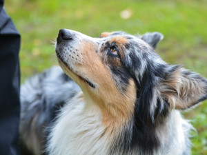 Kynologický Liberecký pohár ovládli Petra Stehlíková a Gaspr Seliven