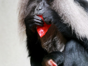 V liberecké zoo se nečekaně narodil ohrožený makak lví