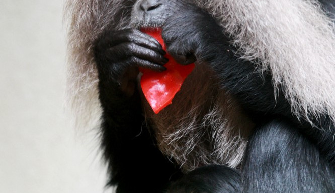 Otcem je 14letý samec Viki a malý makak dostal od ošetřovatelů jméno Mischonne, které je přejato od bojovnice ze seriálu Walking Dead. Foto: ZOO Liberec