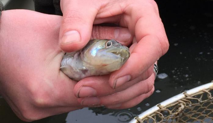 Rybáři vypustili do přehrady v Jablonci 6000 candátů. Foto: Jablonec nad Nisou