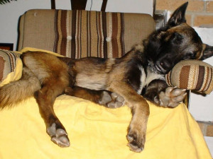 Cash. Foto: MP Liberec