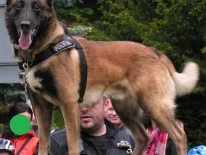 Cash. Foto: MP Liberec