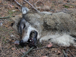 Analýza potvrdila, že mrtvé zvíře nalezené na Českolipsku byl vlk